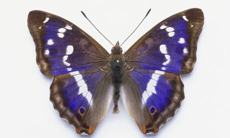 Peacock Purple Emperor Buddleia Purple Butterflies