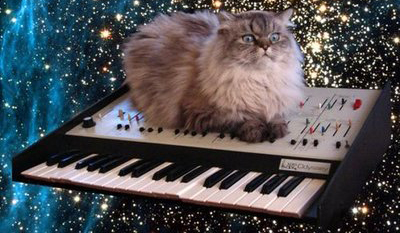 cat_keyboard_wfmu.jpg